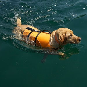 lab life jacket